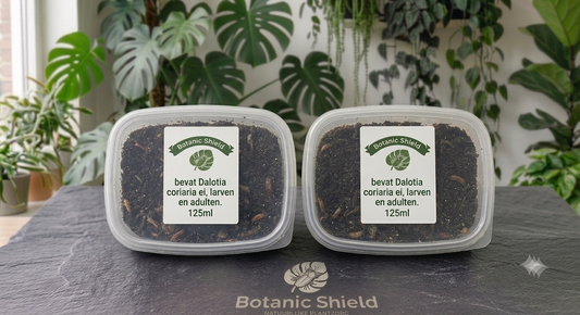 Dalotia coriaria - 250ml - (6<->8 planten)