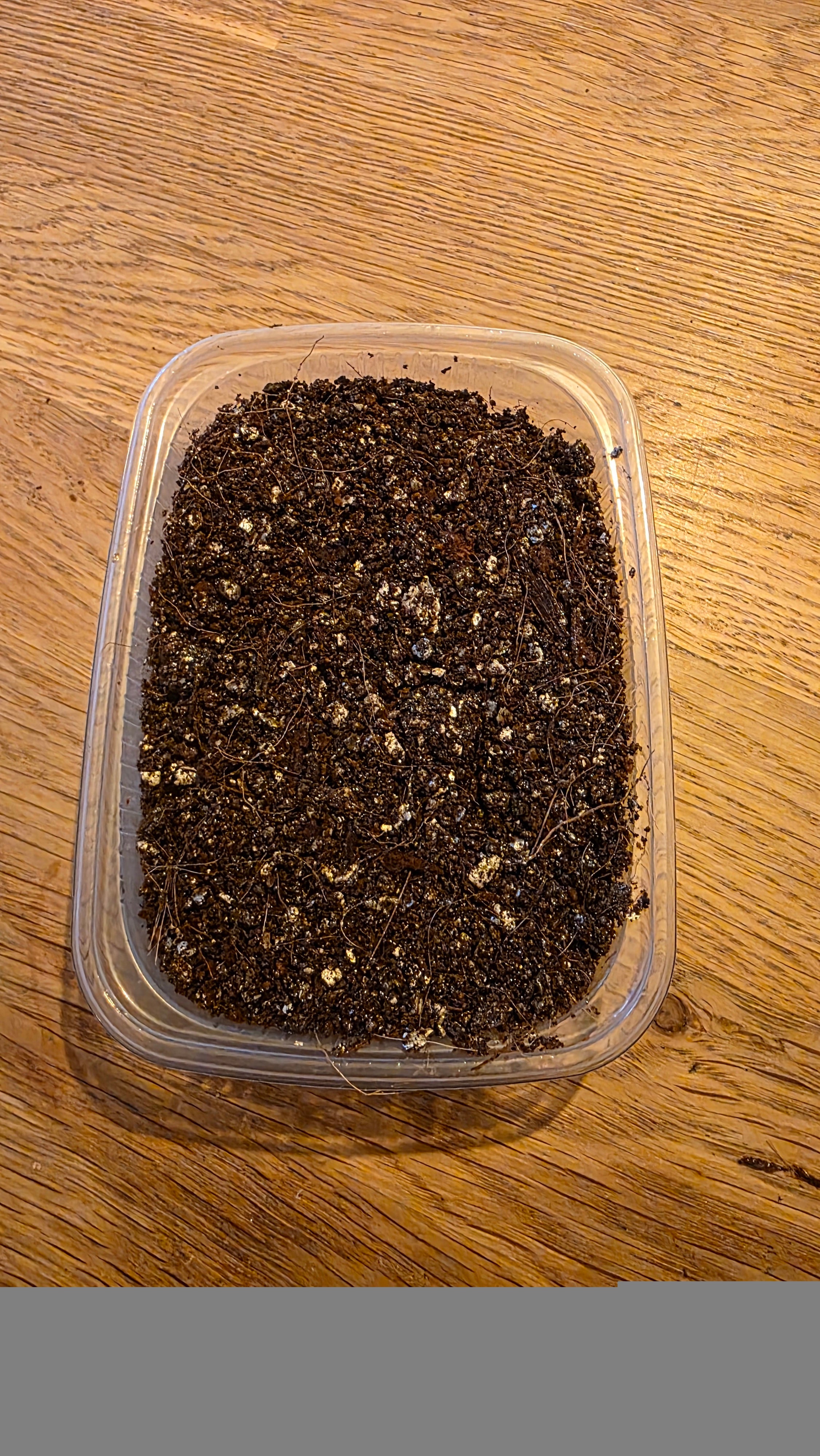 Dalotia coriaria - 250ml - (6<->8 planten)